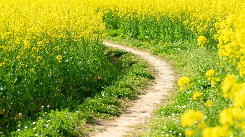 油菜花田小径图片