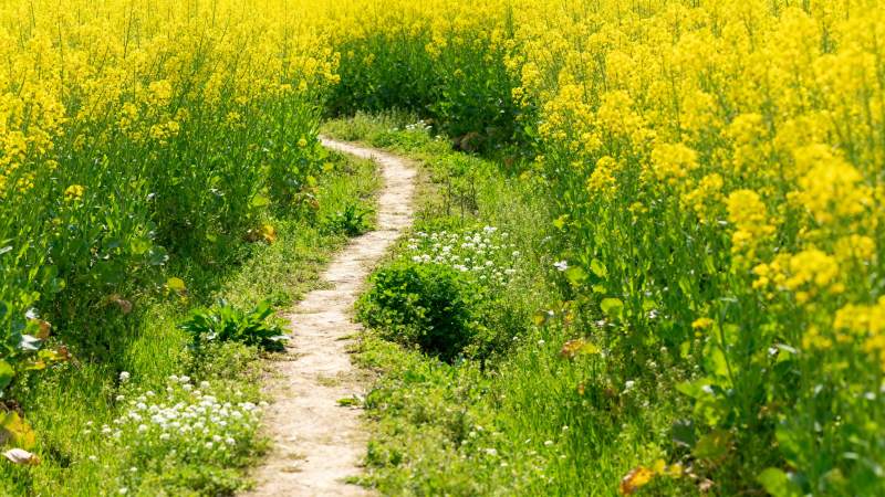 油菜花田小径图片