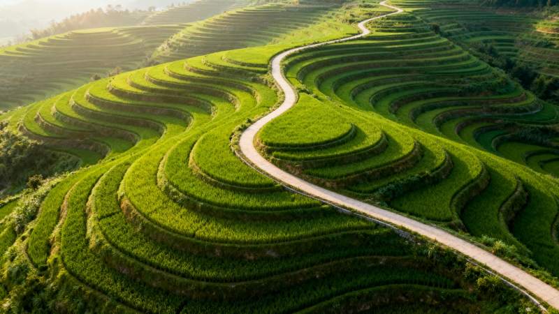 梯田蜿蜒绿意浓图片