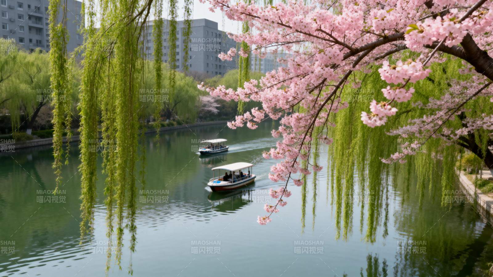 樱花柳影映湖舟图片