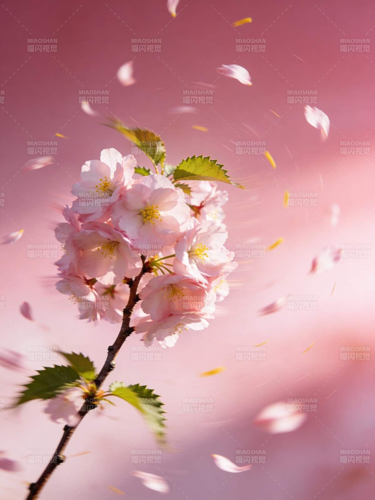 樱花纷飞 春意盎然图片