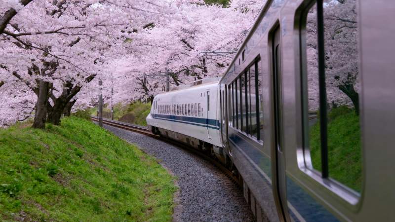 樱花列车春日行图片