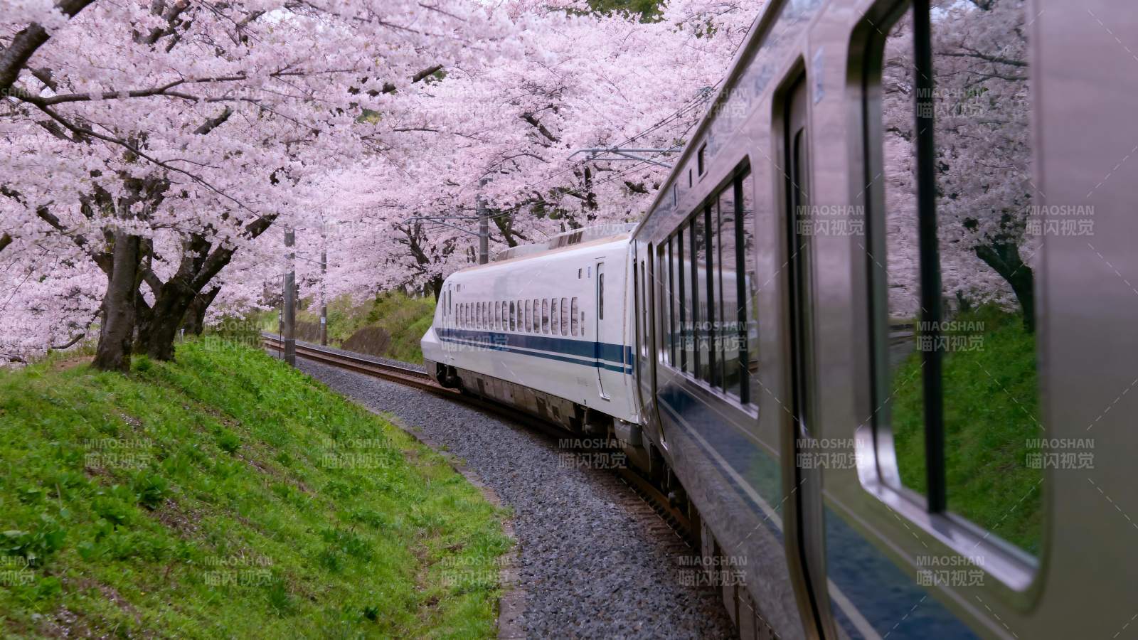 樱花列车春日行图片