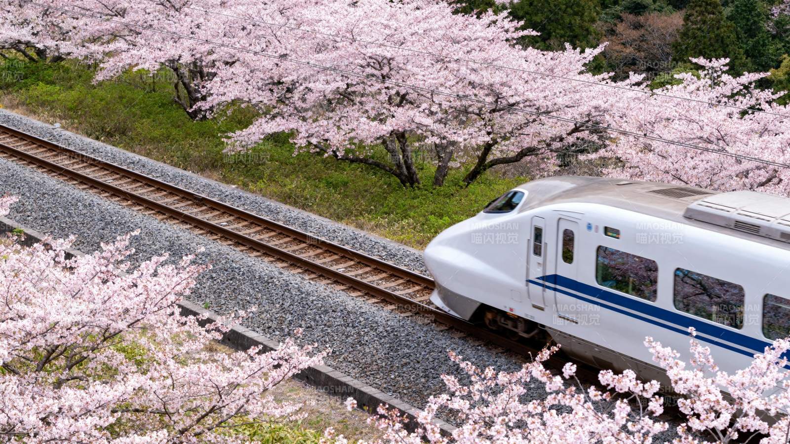 樱花列车春日行图片