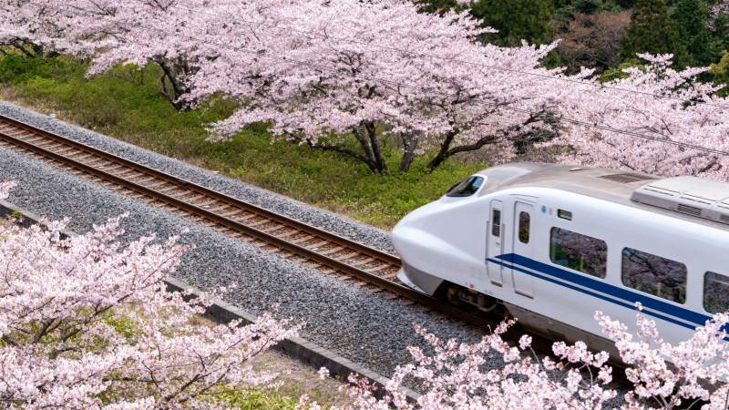 樱花列车春日行图片