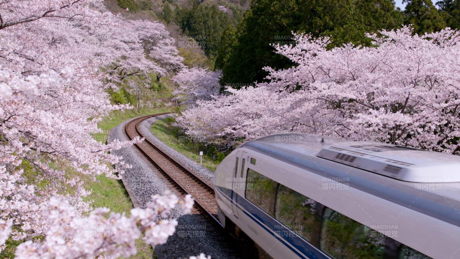 樱花列车春日行图片