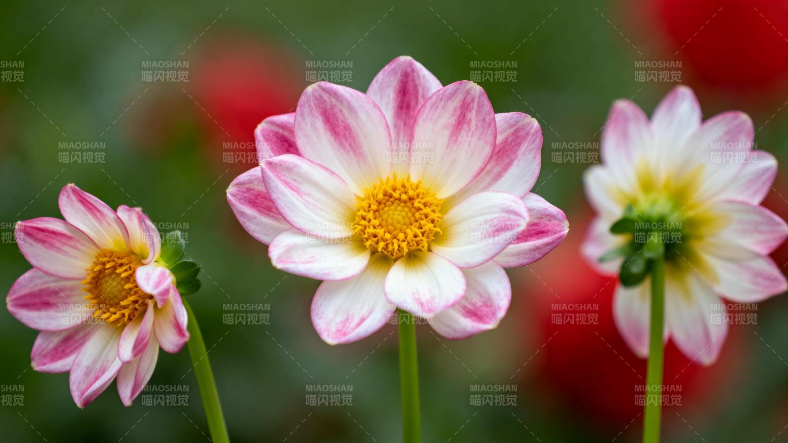 粉白相间的花朵图片