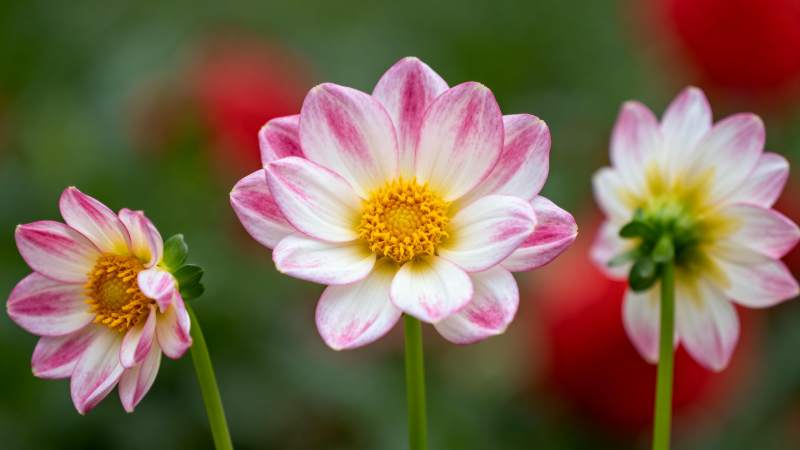 粉白相间的花朵图片