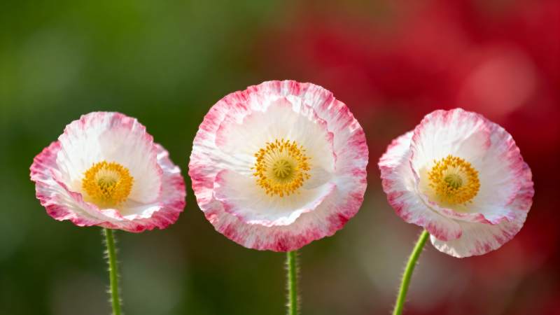 三朵粉白罂粟花图片