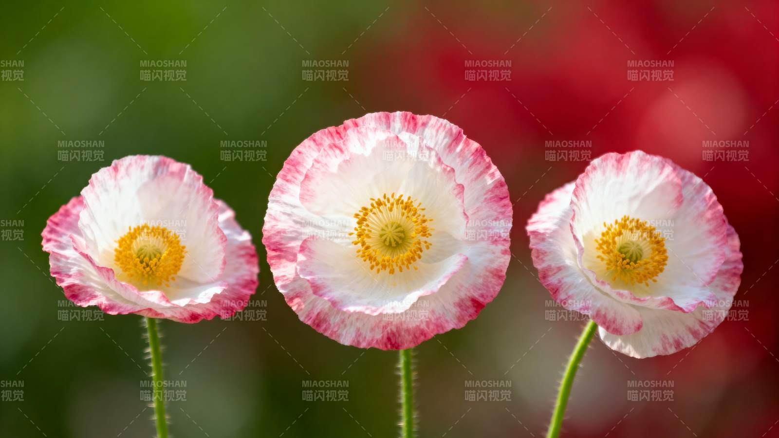 三朵粉白罂粟花图片