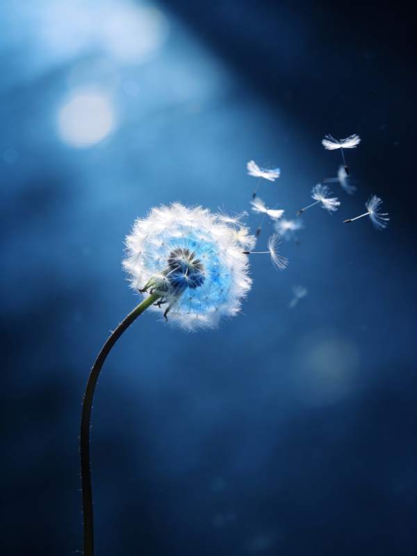 蒲公英飘飞图片