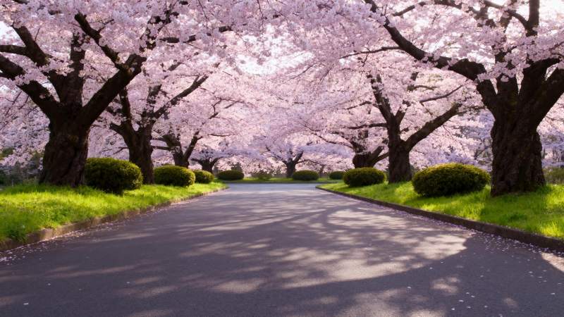 樱花大道春意浓图片