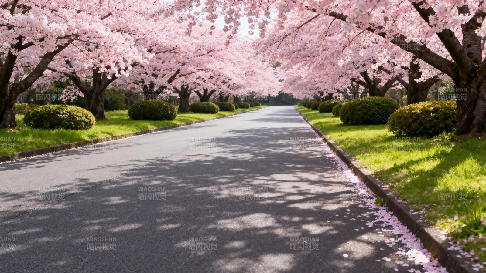 樱花大道春意浓图片