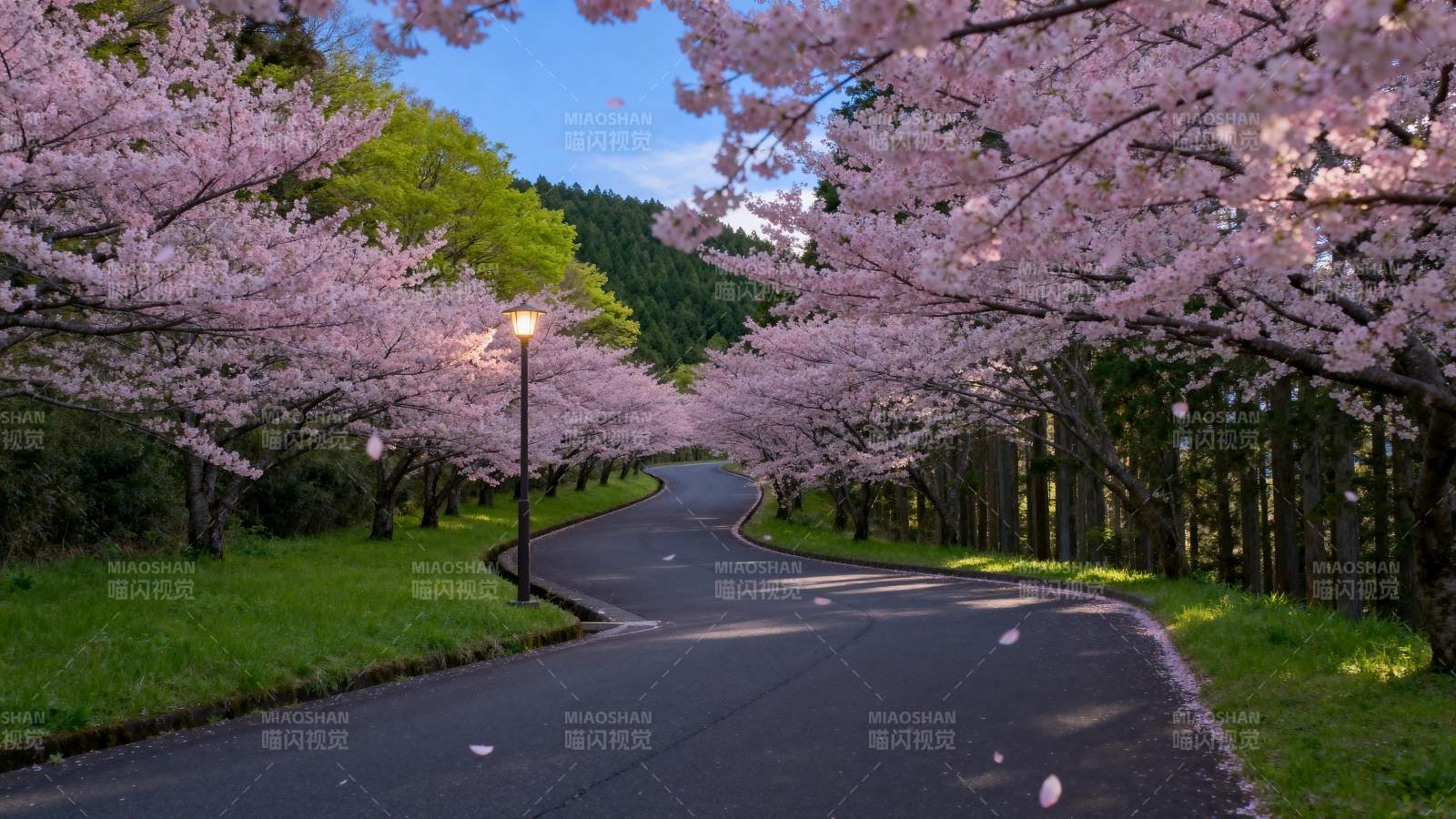 樱花大道春意浓图片