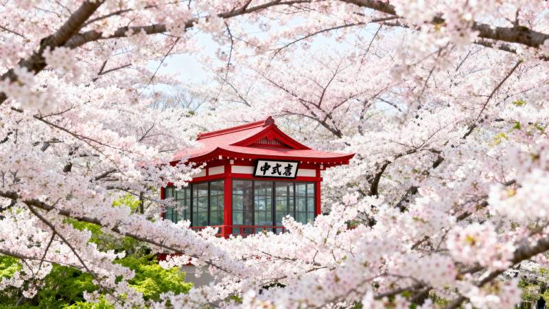 樱花掩映红亭图片