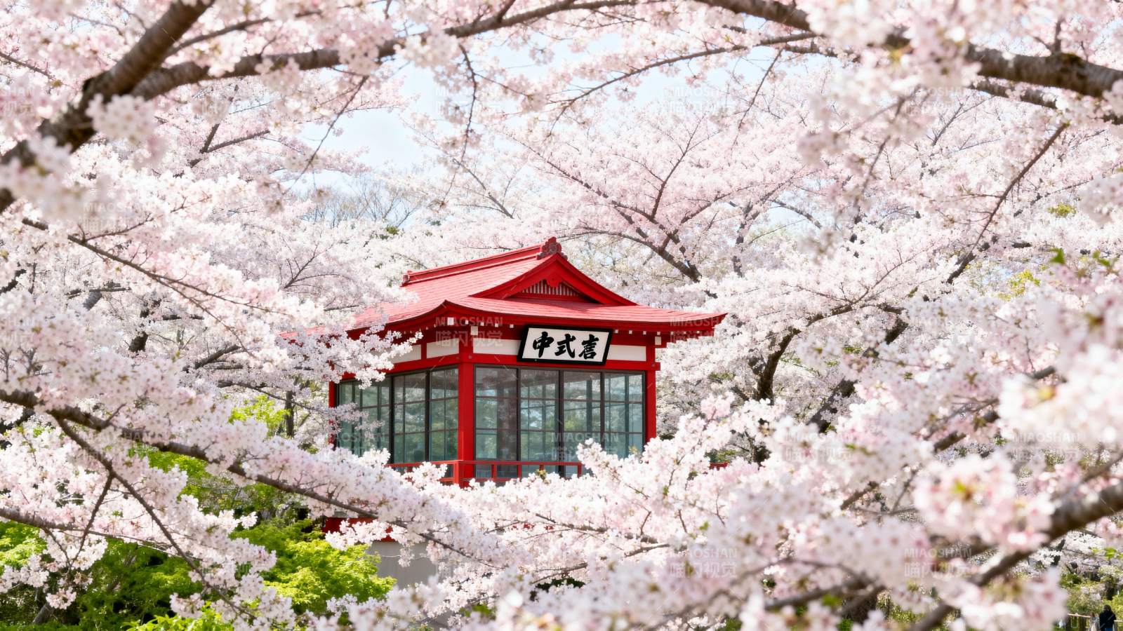 樱花掩映红亭图片