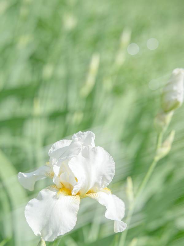 白鸢尾花绽放图片