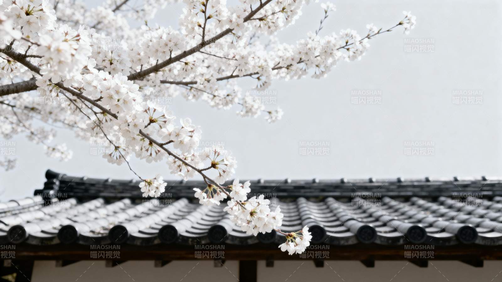 樱花映瓦檐图片