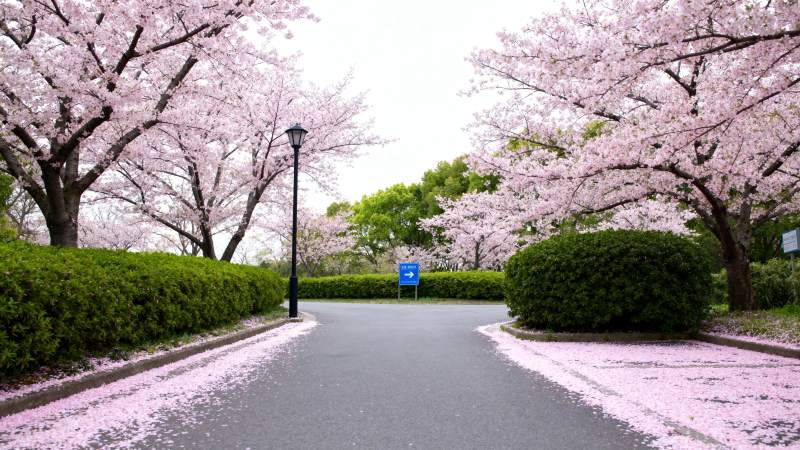 樱花大道春意浓图片