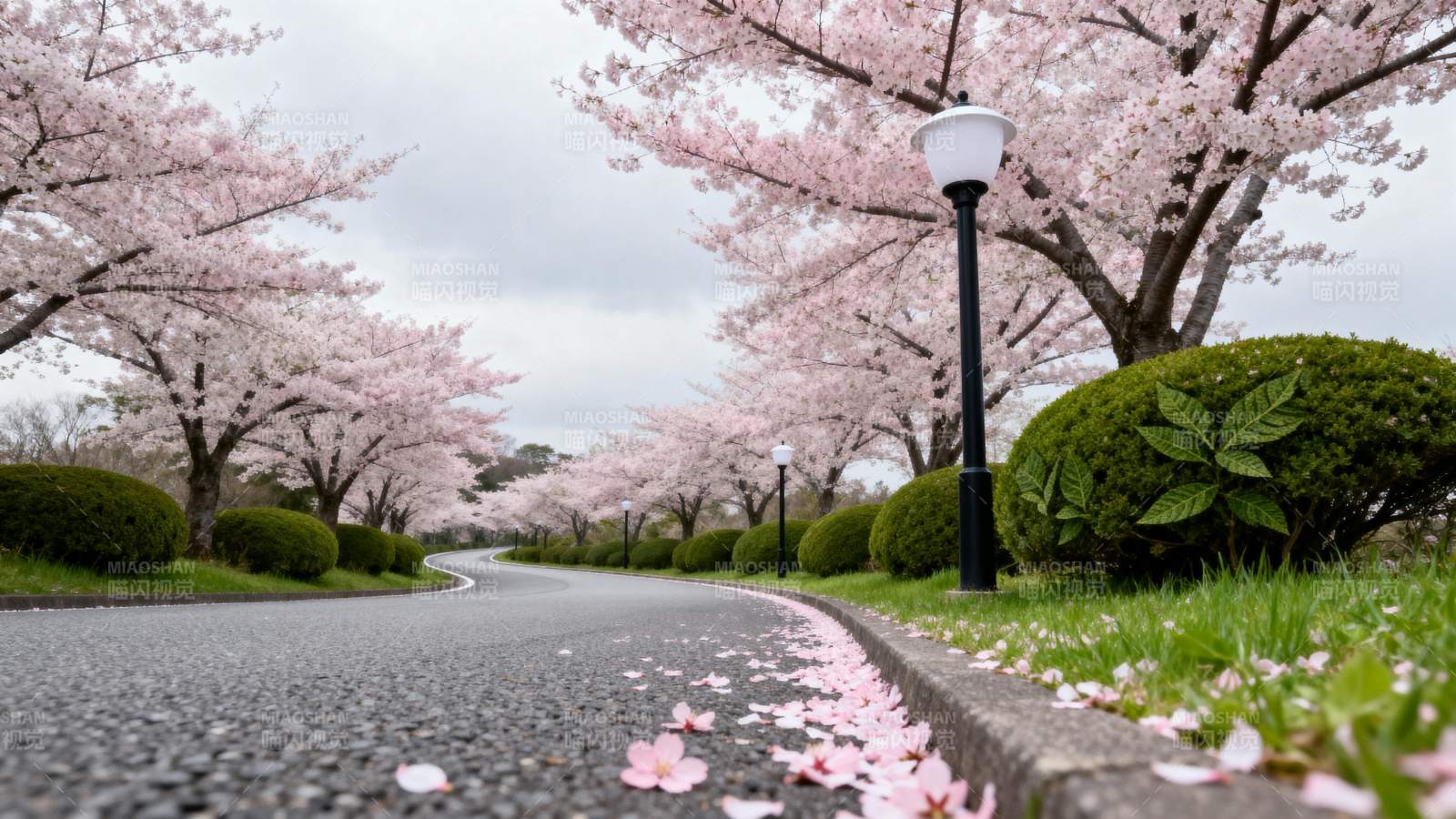 樱花大道春意浓图片