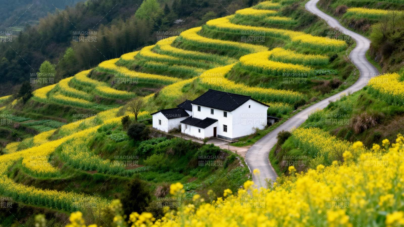 油菜花海中的白屋图片