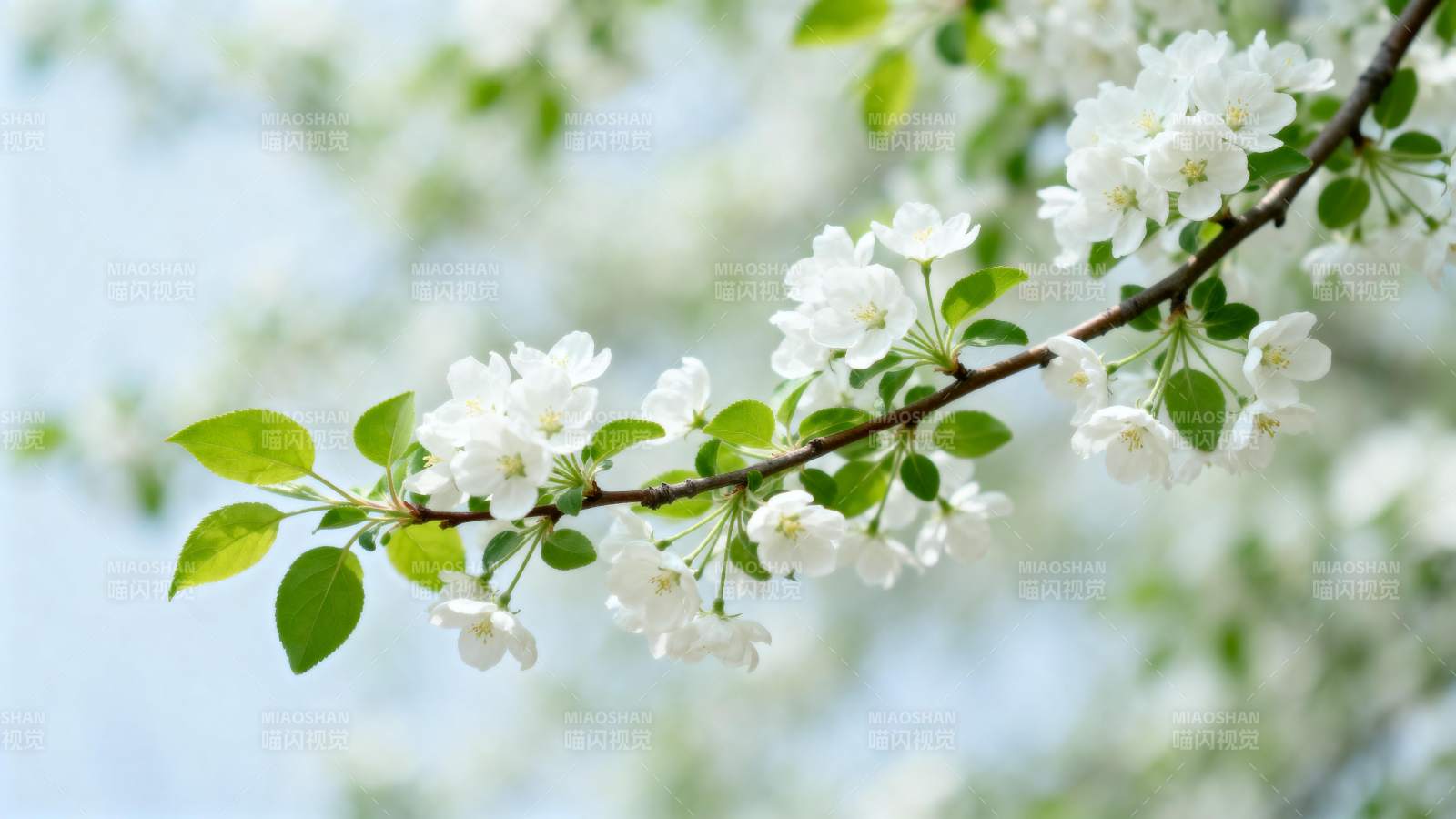 春日花开枝头图片