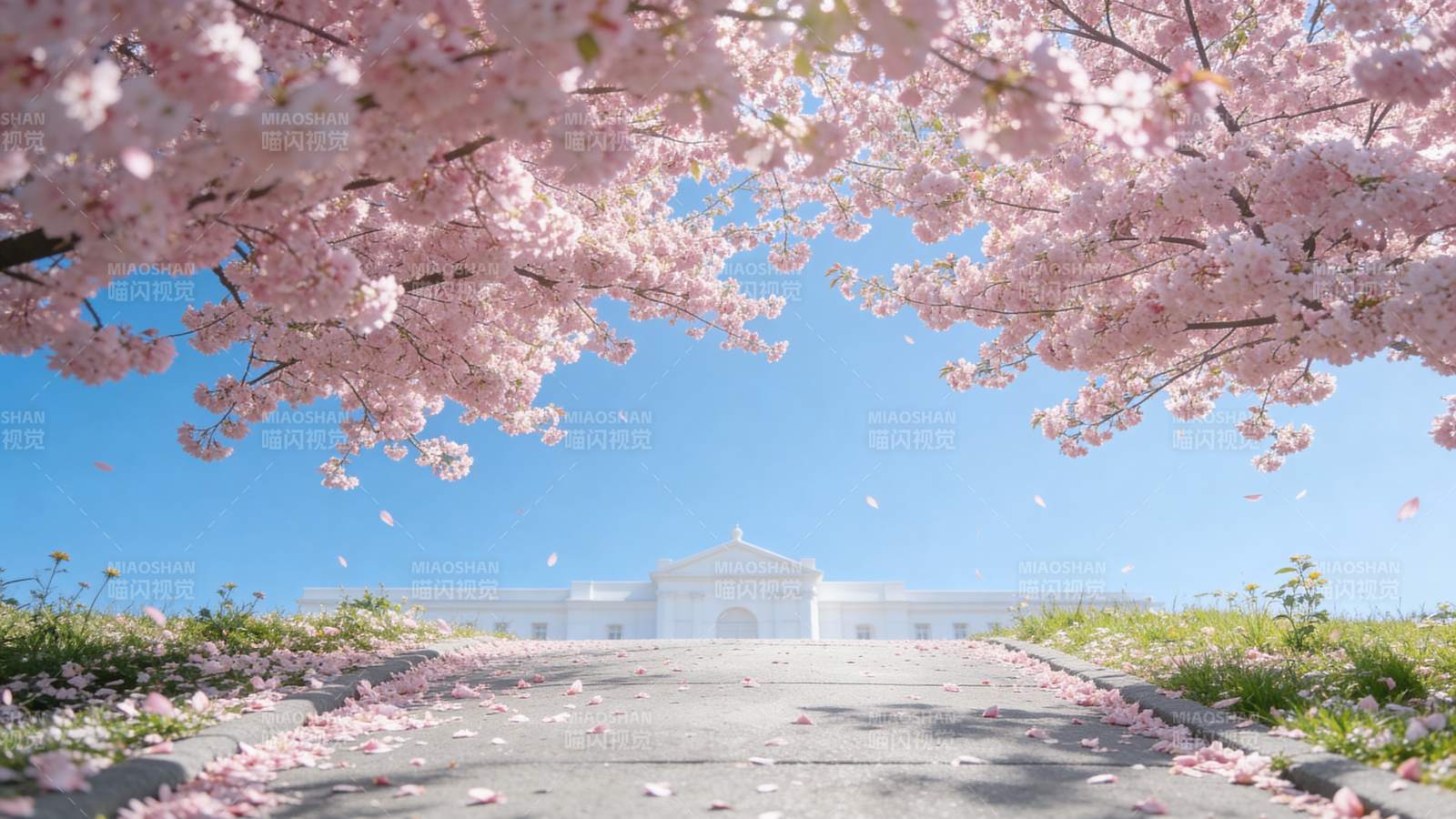 樱花盛开的春天图片