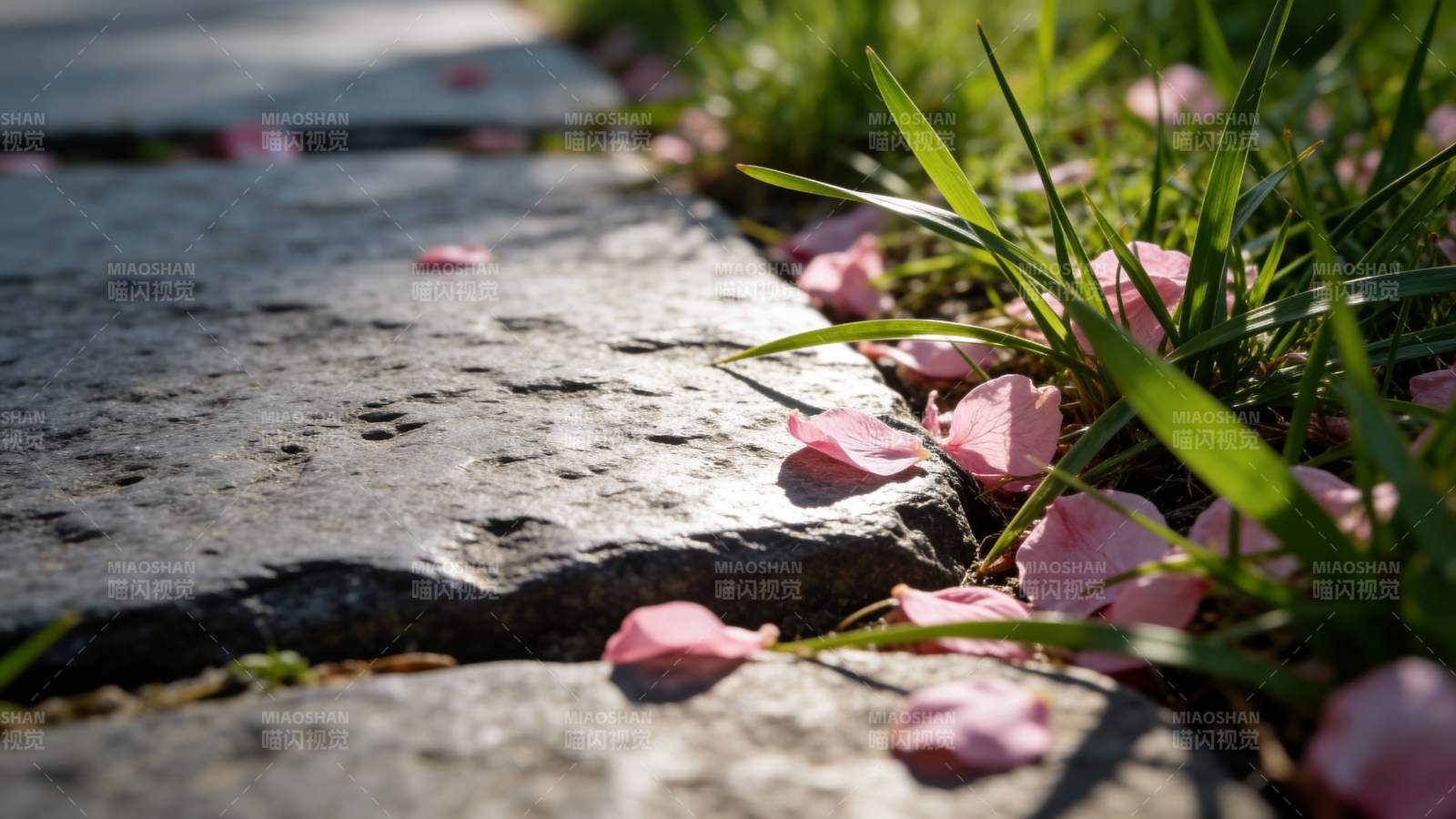 樱花落石径图片