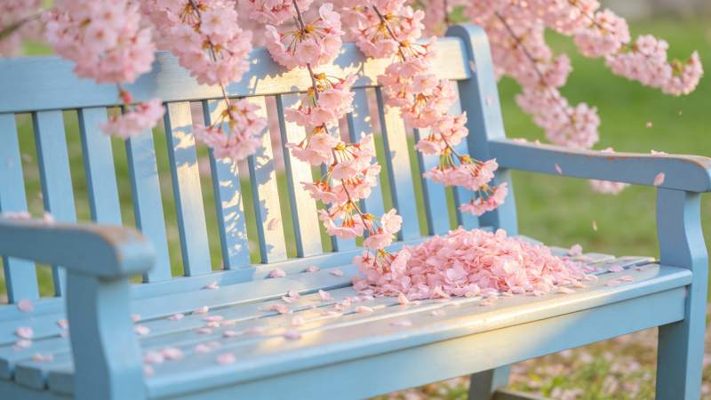 樱花落满蓝椅图片