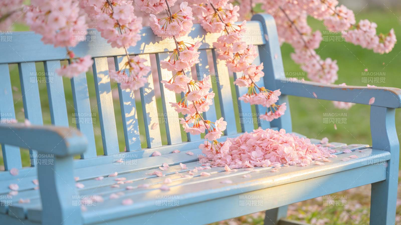 樱花落满蓝椅图片