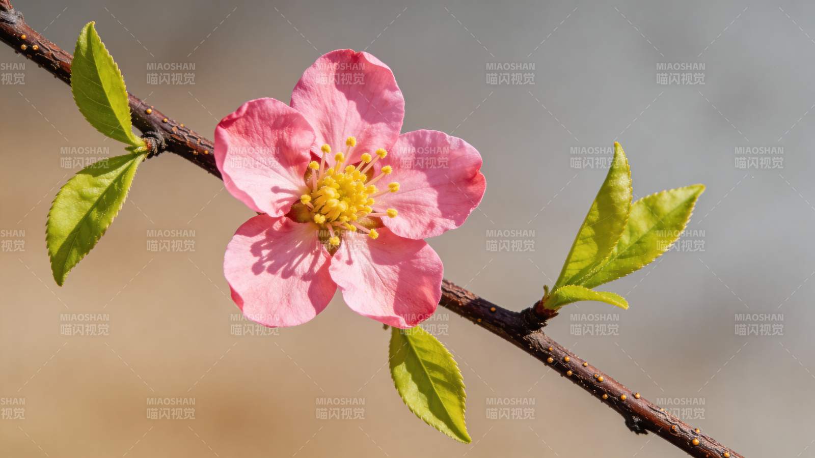 春日樱花绽放图片