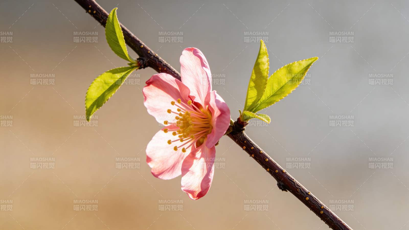 春日桃花绽放图片
