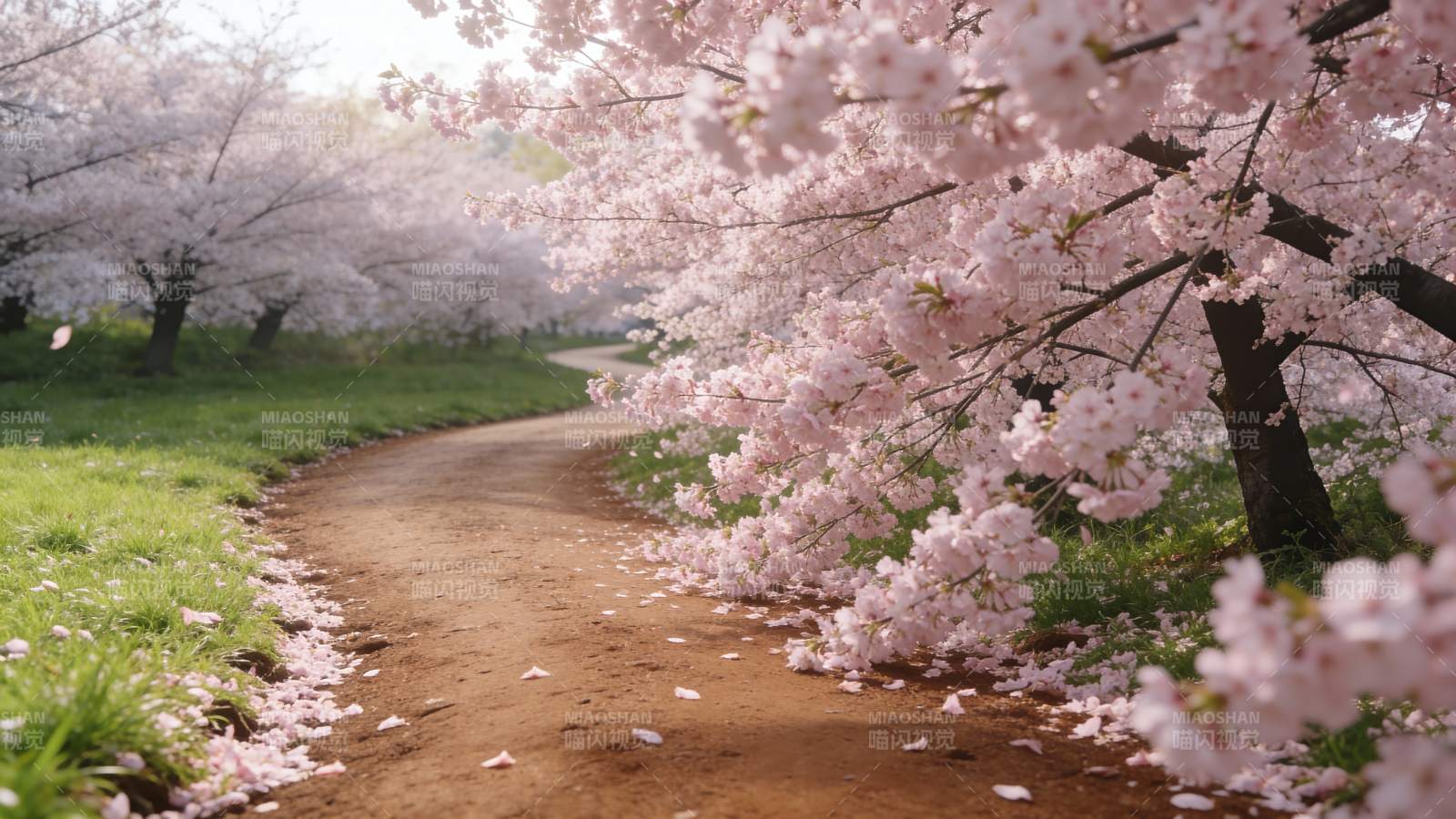 樱花小径春意浓图片