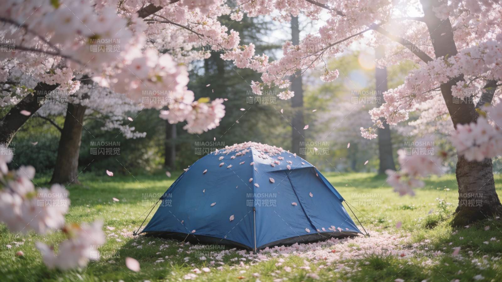 樱花树下露营图片