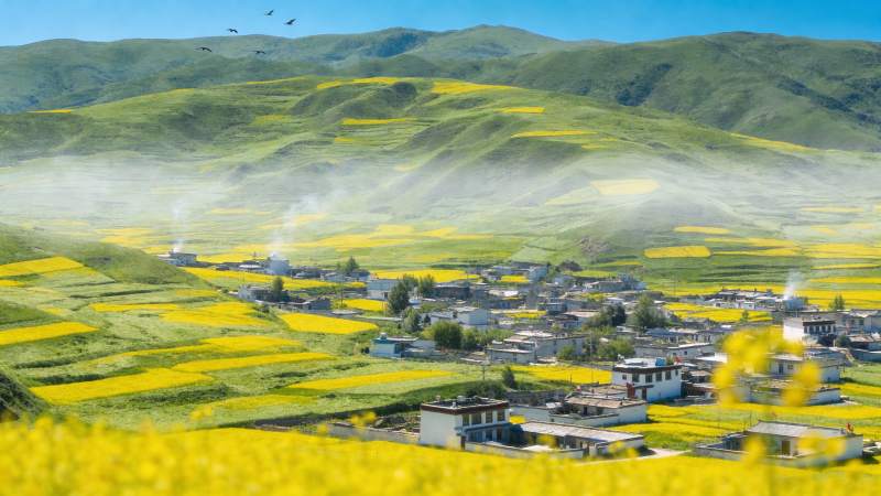 金黄花海中的村落图片