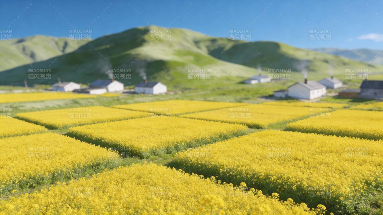 金黄花海田园风光图片