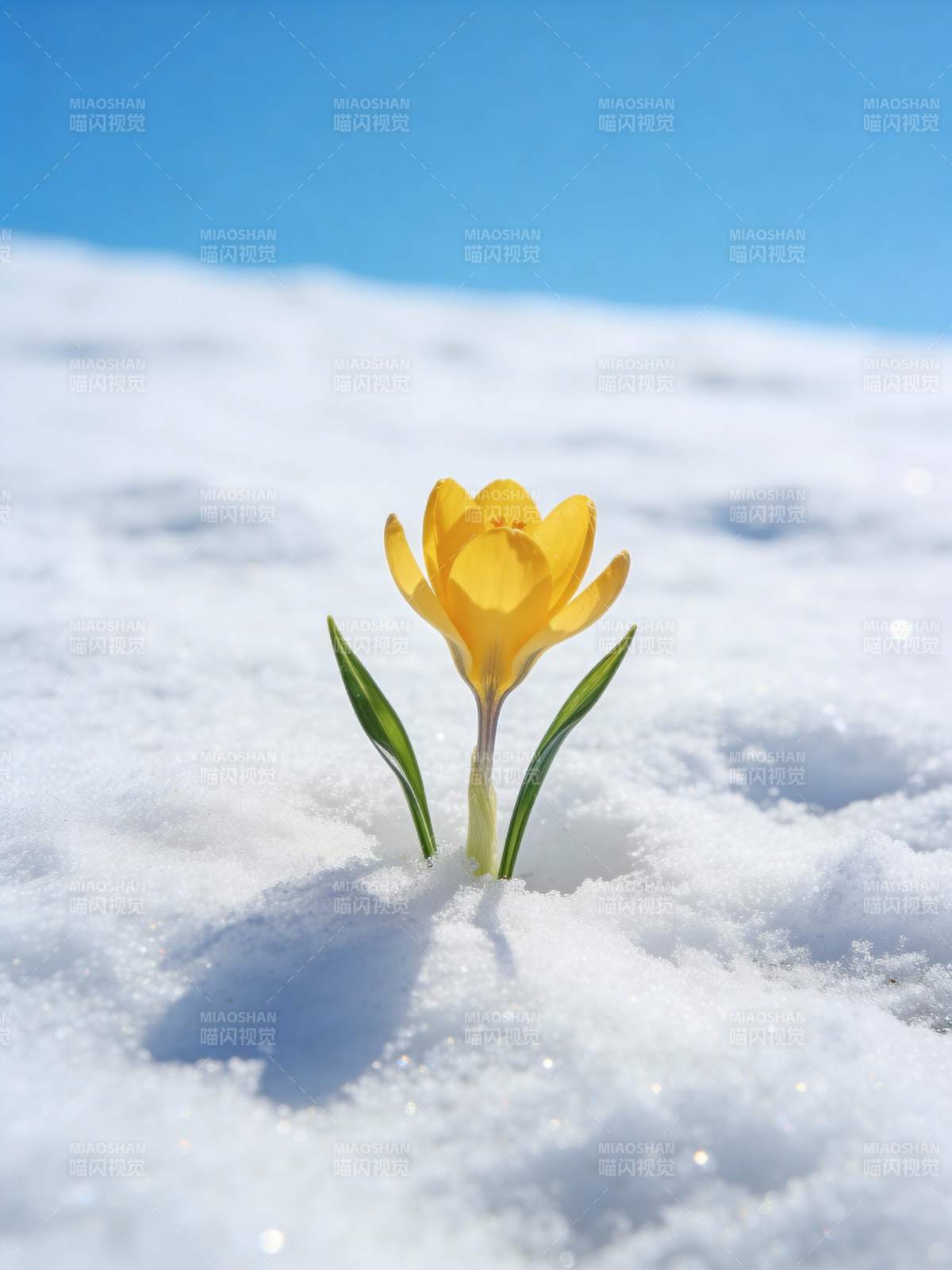 雪中黄花绽放图片