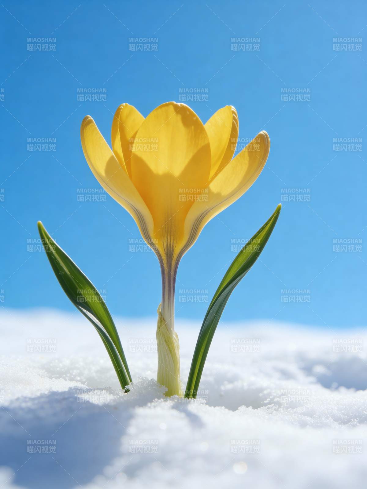 雪中黄花绽放图片