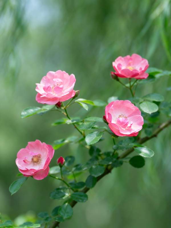 粉玫瑰绽放枝头图片