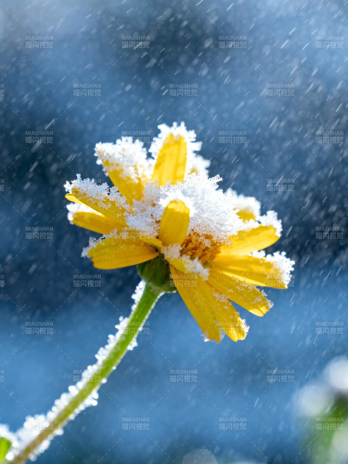 雪中黄花绽放图片
