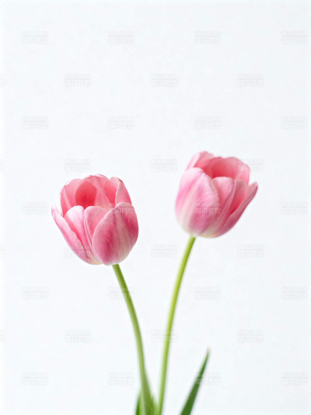 粉红郁金香绽放图片