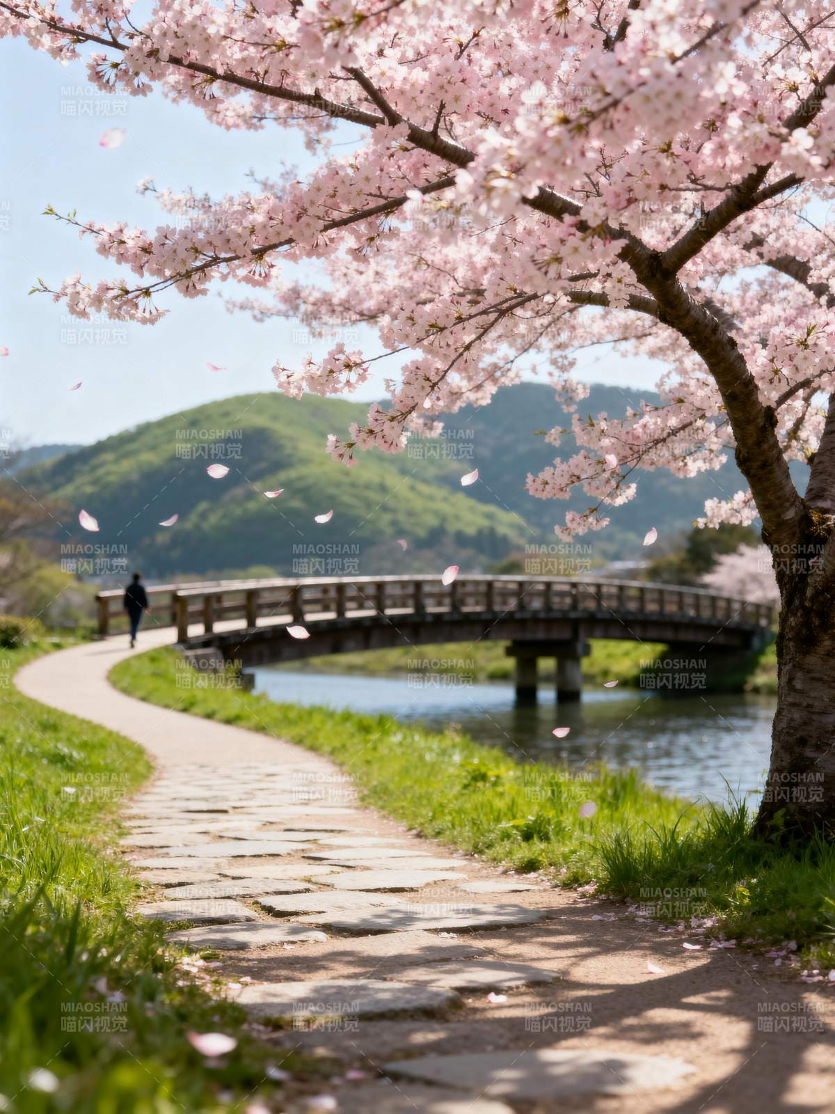 樱花桥畔春意浓图片