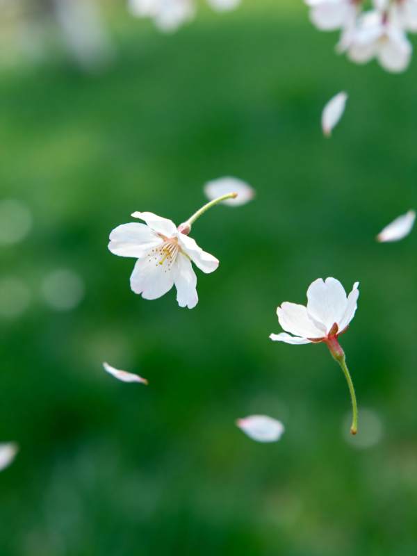 樱花飘落图片
