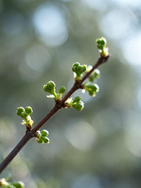 嫩芽初绽枝头图片