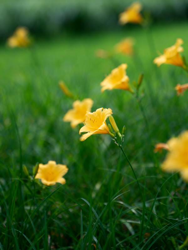 黄花点缀绿草地图片