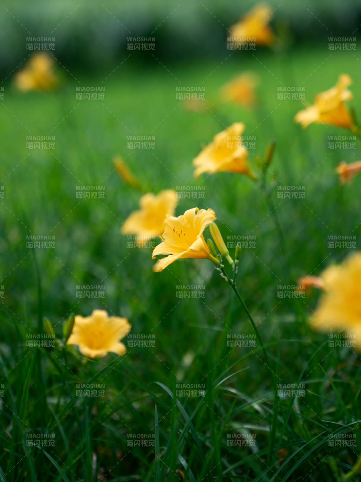 黄花点缀绿草地图片