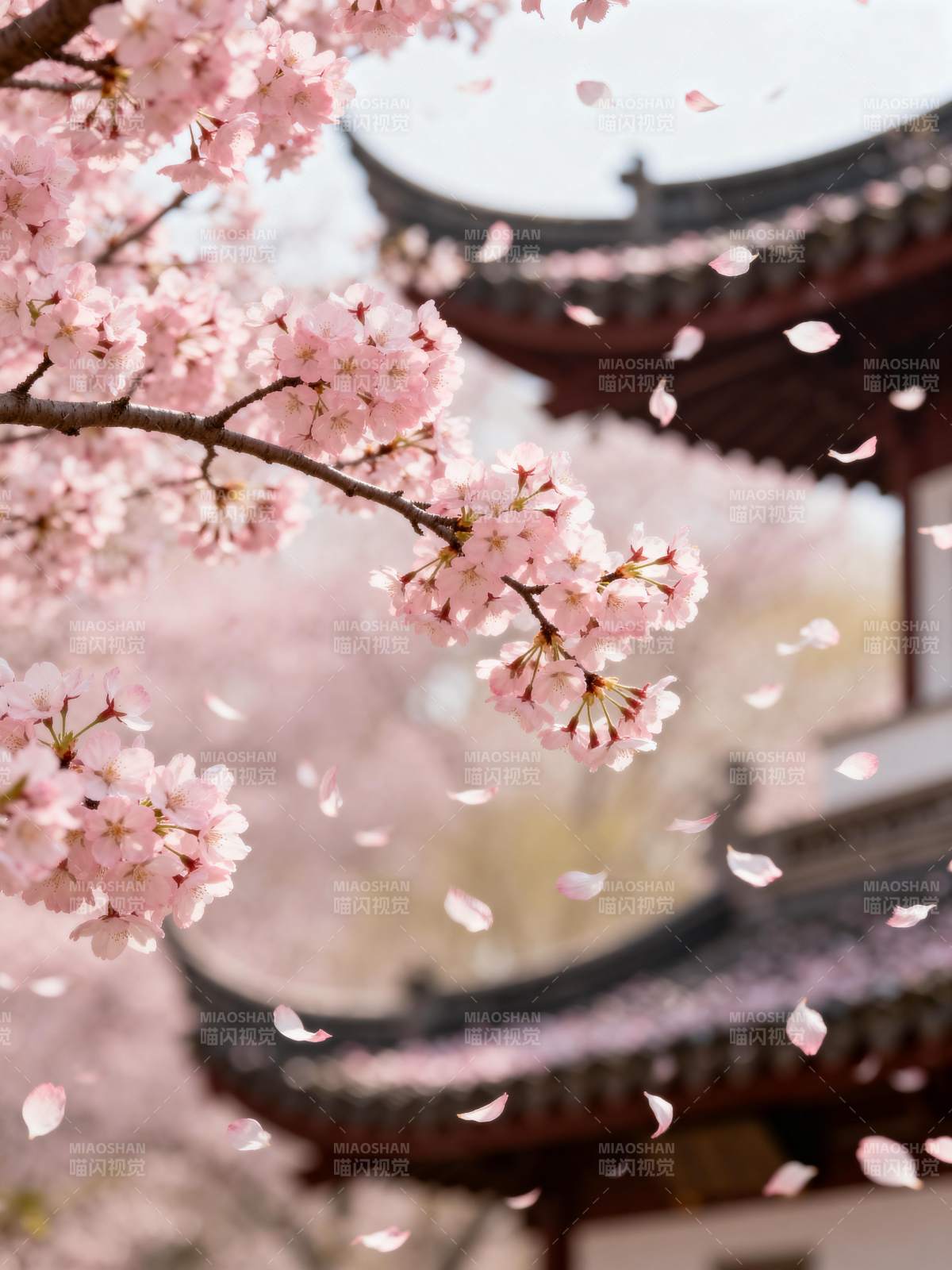 樱花纷飞古亭畔图片