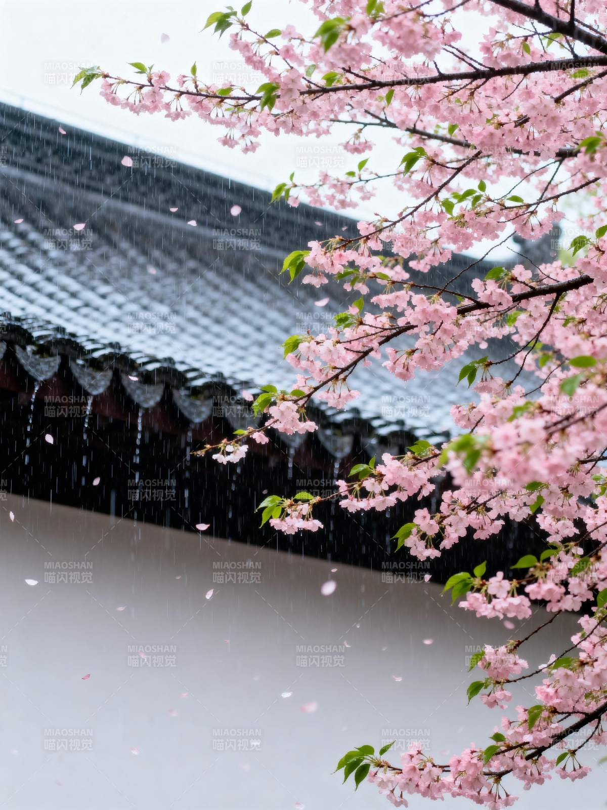 樱花雨中绽放图片