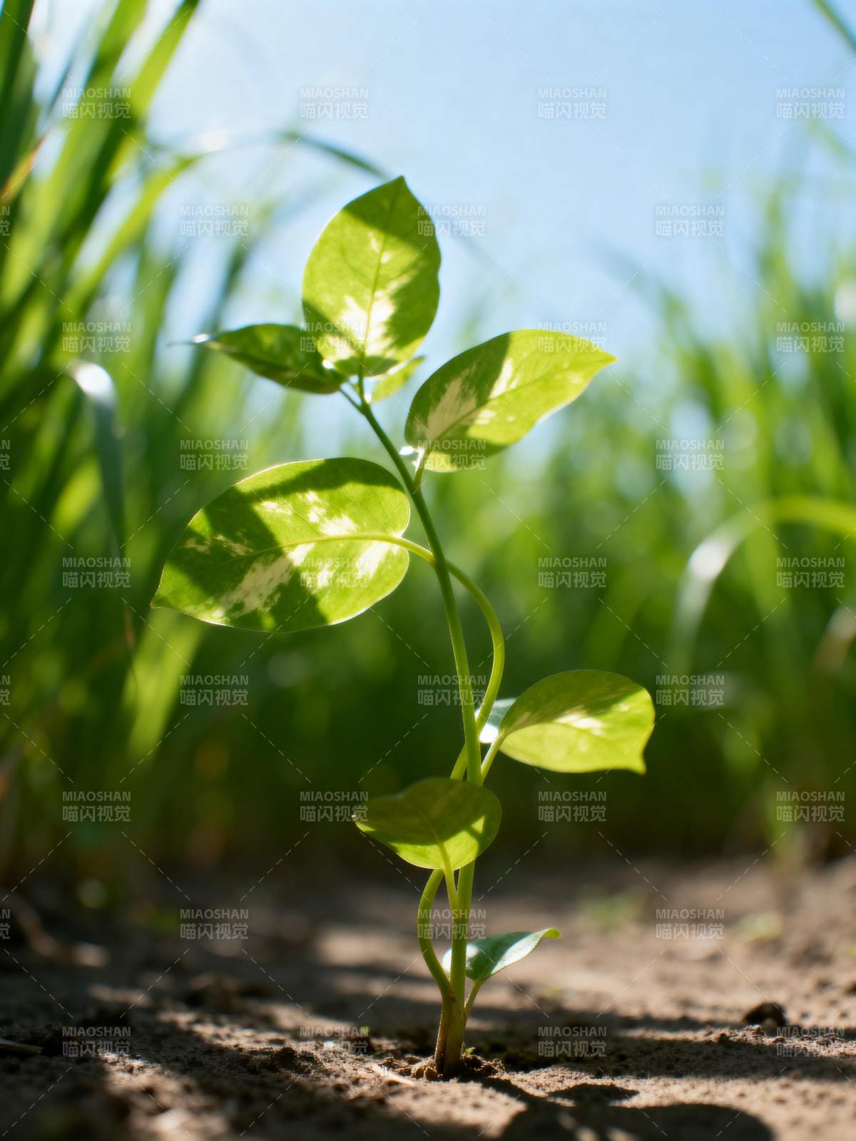 嫩芽破土而出图片