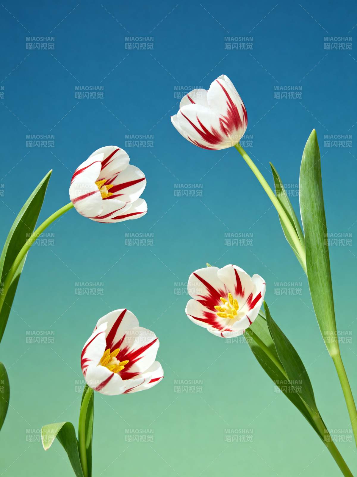 红白郁金香绽放图片